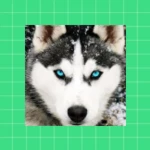 husky dog wallpaper hd android application logo